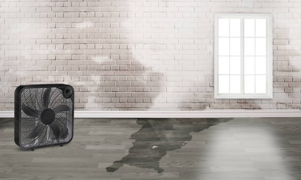 Best Water damage restoration experts  in Riverview, FL